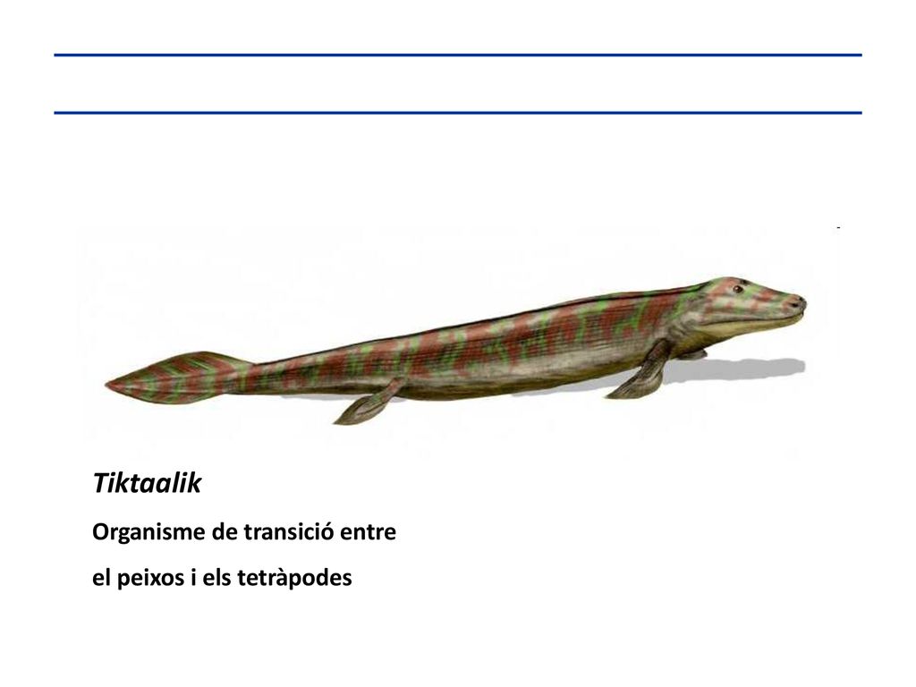 Tiktaalik Organisme de transició entre el peixos i els tetràpodes