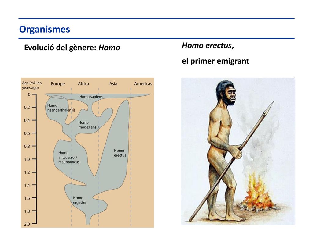 Organismes Homo erectus, el primer emigrant Evolució del gènere: Homo