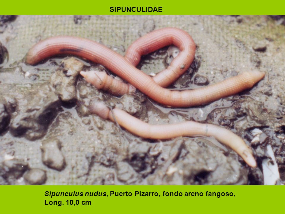 SIPUNCULIDAE Sipunculus nudus, Puerto Pizarro, fondo areno fangoso, Long. 10,0 cm