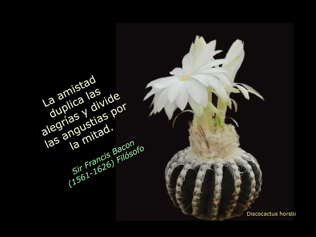 La amistad duplica las alegrías y divide las angustias por la mitad.