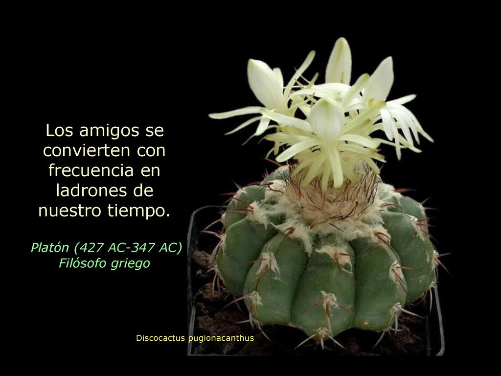 Los amigos se convierten con frecuencia en ladrones de nuestro tiempo.