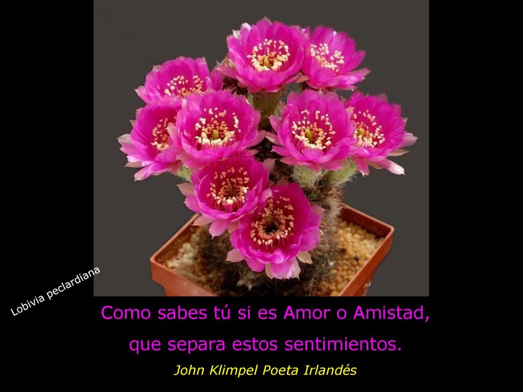 Como sabes tú si es Amor o Amistad, que separa estos sentimientos.