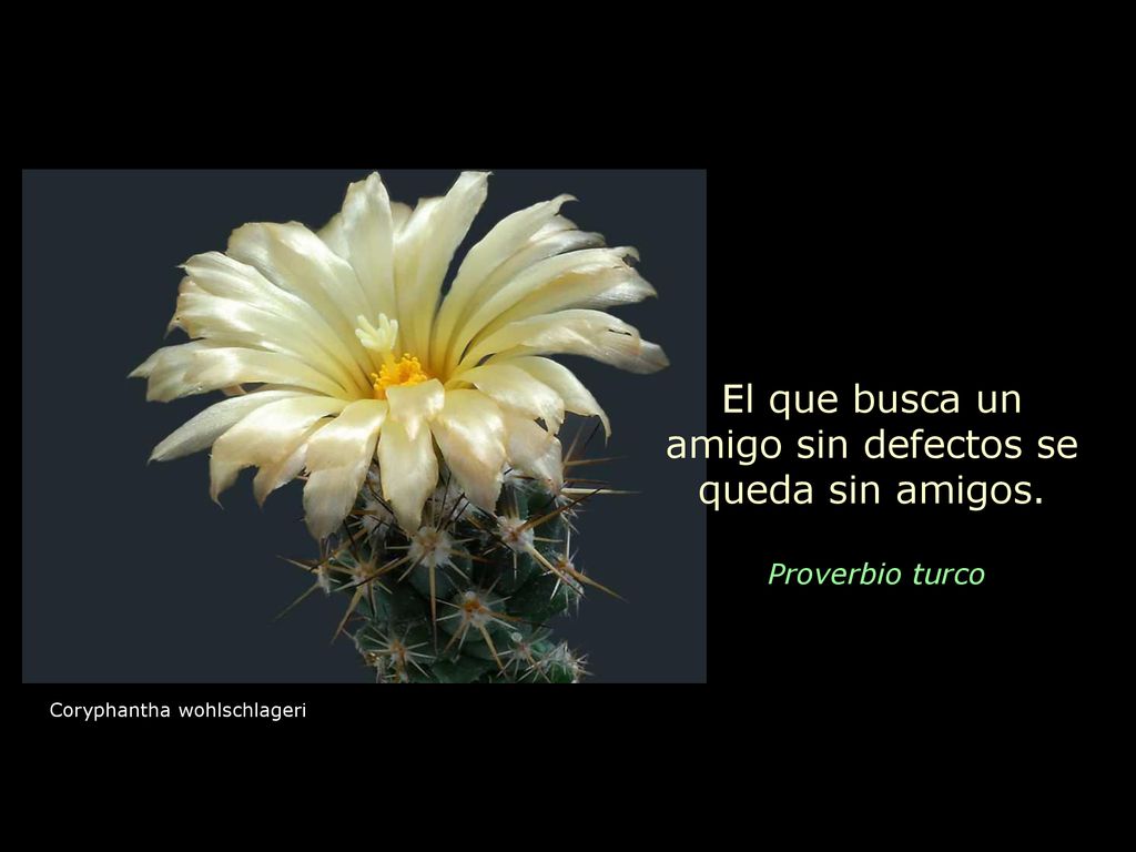El que busca un amigo sin defectos se queda sin amigos.