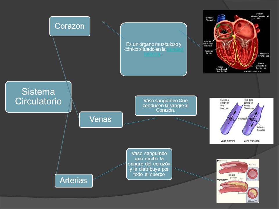 Sistema Circulatorio Corazon Venas Arterias