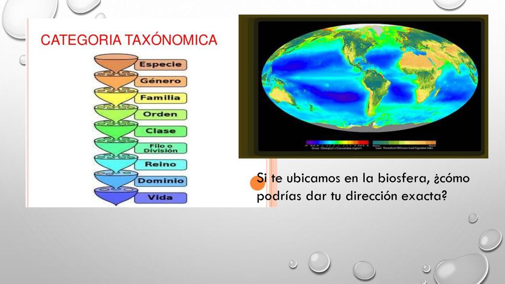 Si te ubicamos en la biosfera, ¿cómo podrías dar tu dirección exacta