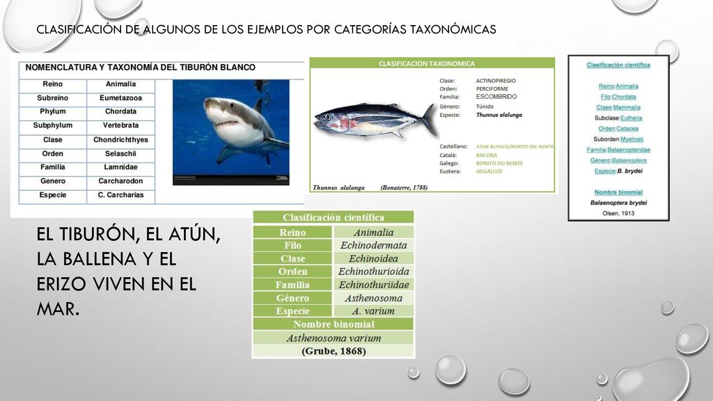EL TIBURÓN, EL ATÚN, LA BALLENA Y EL ERIZO VIVEN EN EL MAR.