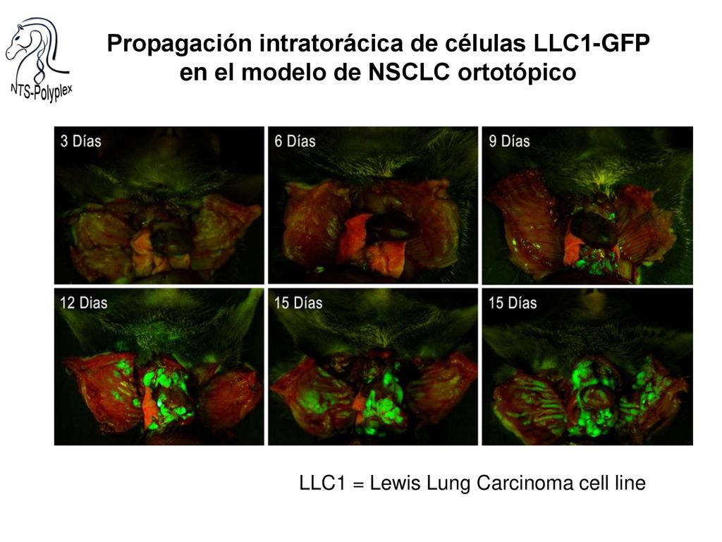 Propagación intratorácica de células LLC1-GFP en el modelo de NSCLC ortotópico