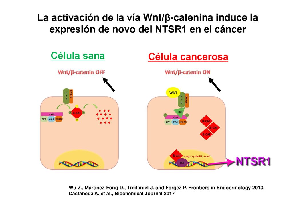 La activación de la vía Wnt/β-catenina induce la expresión de novo del NTSR1 en el cáncer