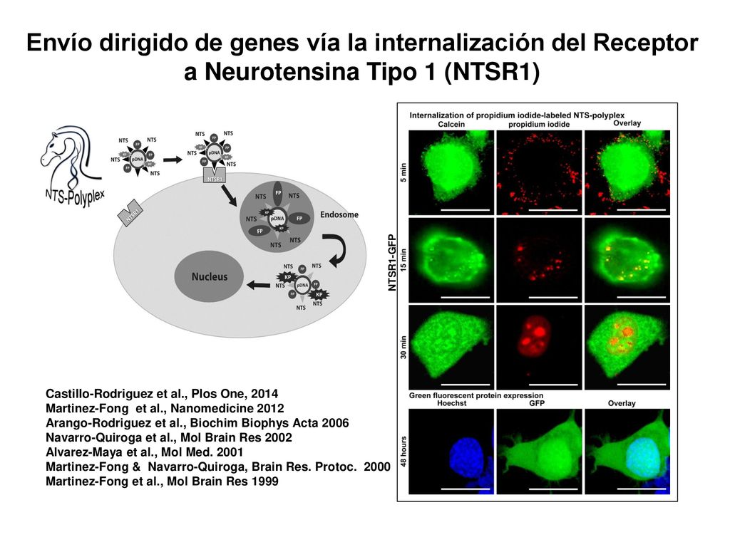 Envío dirigido de genes vía la internalización del Receptor a Neurotensina Tipo 1 (NTSR1)