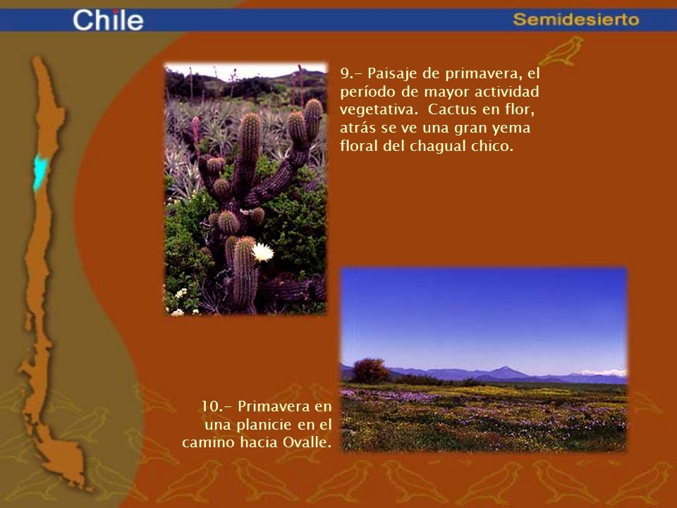 9. - Paisaje de primavera, el período de mayor actividad vegetativa