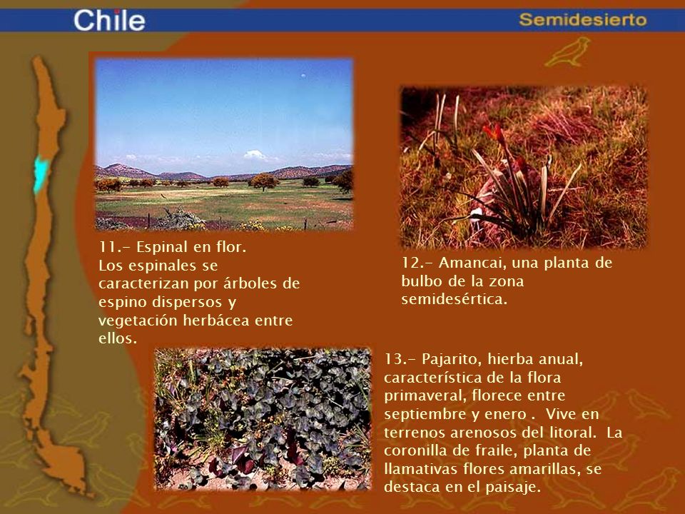 11.- Espinal en flor. Los espinales se caracterizan por árboles de espino dispersos y vegetación herbácea entre ellos.