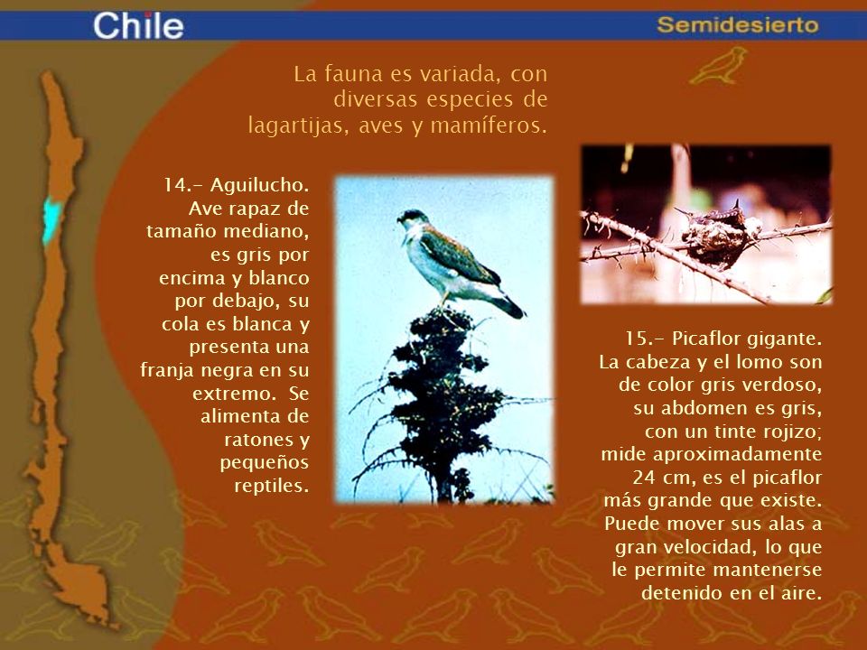 La fauna es variada, con diversas especies de lagartijas, aves y mamíferos.