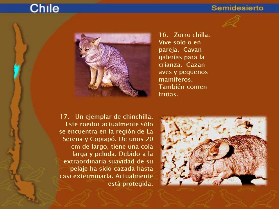 16. - Zorro chilla. Vive solo o en pareja