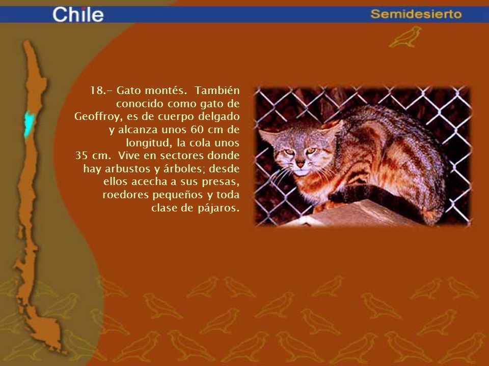18.- Gato montés. También conocido como gato de Geoffroy, es de cuerpo delgado y alcanza unos 60 cm de longitud, la cola unos