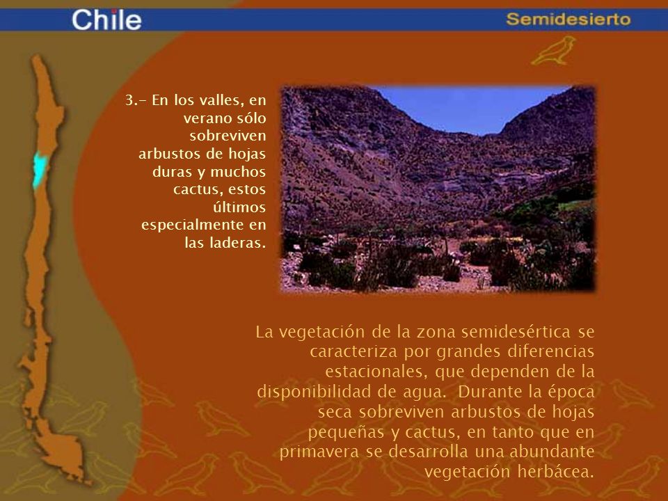 3.- En los valles, en verano sólo sobreviven arbustos de hojas duras y muchos cactus, estos últimos especialmente en las laderas.