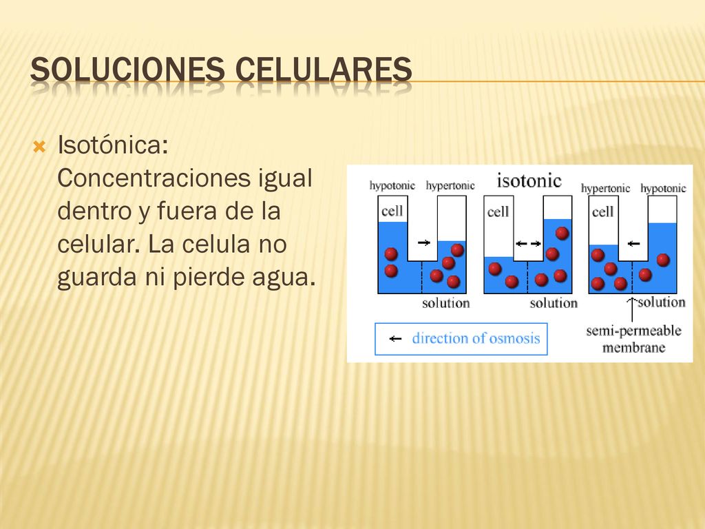 Soluciones Celulares Isotónica: Concentraciones igual dentro y fuera de la celular.