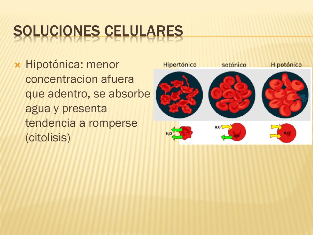 Soluciones Celulares Hipotónica: menor concentracion afuera que adentro, se absorbe agua y presenta tendencia a romperse (citolisis)