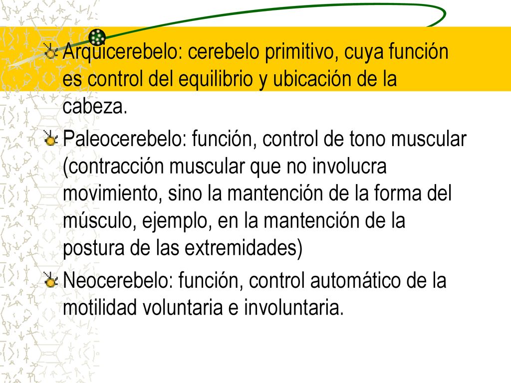 Arquicerebelo: cerebelo primitivo, cuya función es control del equilibrio y ubicación de la cabeza.