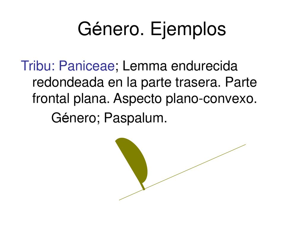 Género. Ejemplos Tribu: Paniceae; Lemma endurecida redondeada en la parte trasera. Parte frontal plana. Aspecto plano-convexo.
