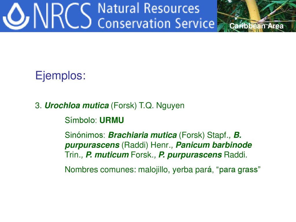 Ejemplos: 3. Urochloa mutica (Forsk) T.Q. Nguyen Símbolo: URMU