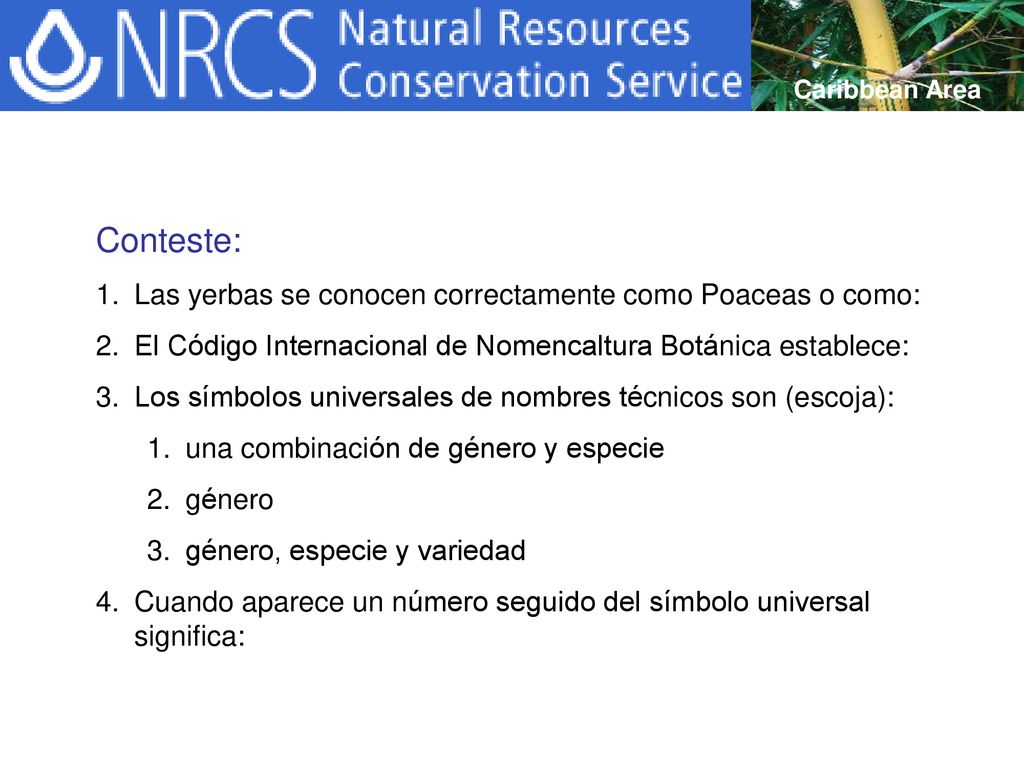Conteste: Las yerbas se conocen correctamente como Poaceas o como: