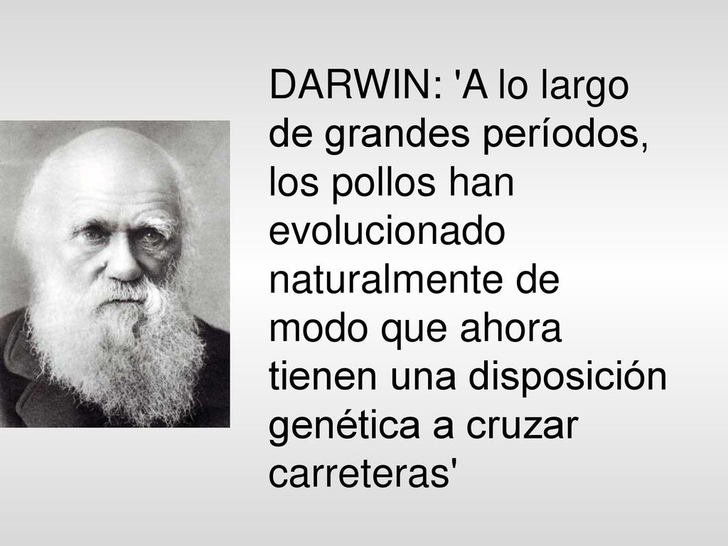 DARWIN: A lo largo de grandes períodos, los pollos han evolucionado naturalmente de modo que ahora tienen una disposición genética a cruzar carreteras