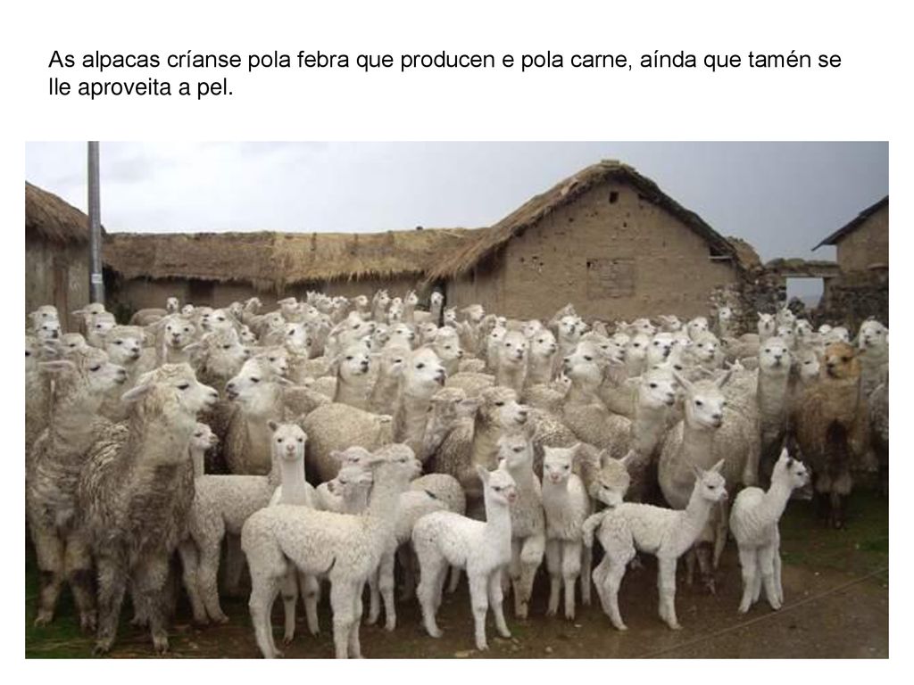 As alpacas críanse pola febra que producen e pola carne, aínda que tamén se lle aproveita a pel.