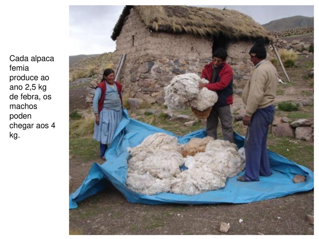Cada alpaca femia produce ao ano 2,5 kg de febra, os machos poden chegar aos 4 kg.