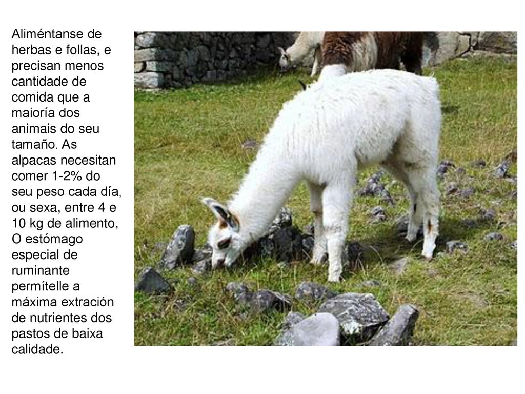 Aliméntanse de herbas e follas, e precisan menos cantidade de comida que a maioría dos animais do seu tamaño.