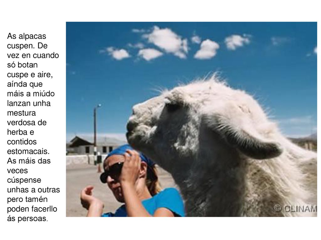 As alpacas cuspen. De vez en cuando só botan cuspe e aire, aínda que máis a miúdo lanzan unha mestura verdosa de herba e contidos estomacais.