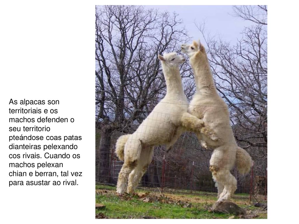 As alpacas son territoriais e os machos defenden o seu territorio pteándose coas patas dianteiras pelexando cos rivais.