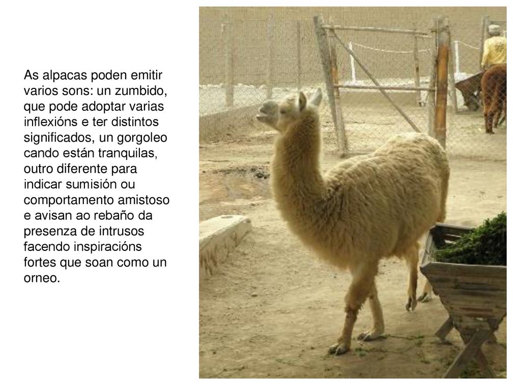As alpacas poden emitir varios sons: un zumbido, que pode adoptar varias inflexións e ter distintos significados, un gorgoleo cando están tranquilas, outro diferente para indicar sumisión ou comportamento amistoso e avisan ao rebaño da presenza de intrusos facendo inspiracións fortes que soan como un orneo.