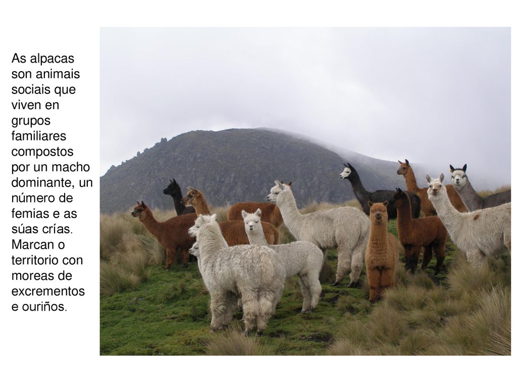As alpacas son animais sociais que viven en grupos familiares compostos por un macho dominante, un número de femias e as súas crías.