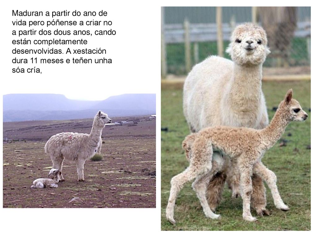 Maduran a partir do ano de vida pero póñense a criar no a partir dos dous anos, cando están completamente desenvolvidas.