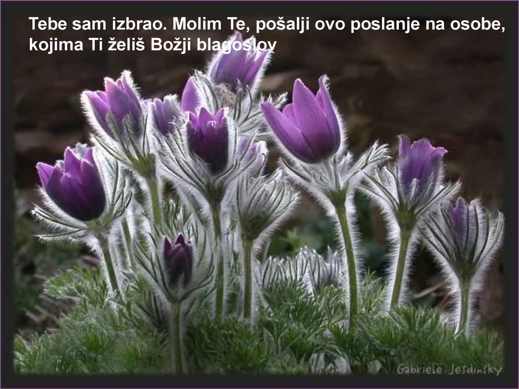 Tebe sam izbrao. Molim Te, pošalji ovo poslanje na osobe,