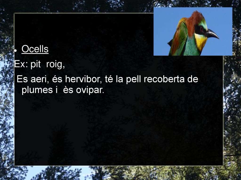 Ocells Ex: pit roig, Es aeri, és hervibor, té la pell recoberta de plumes i ès ovipar.