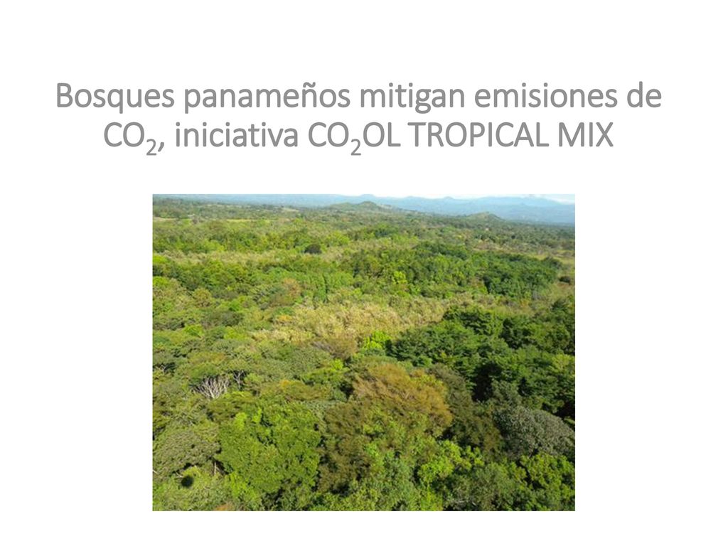 Bosques panameños mitigan emisiones de CO2, iniciativa CO2OL TROPICAL MIX