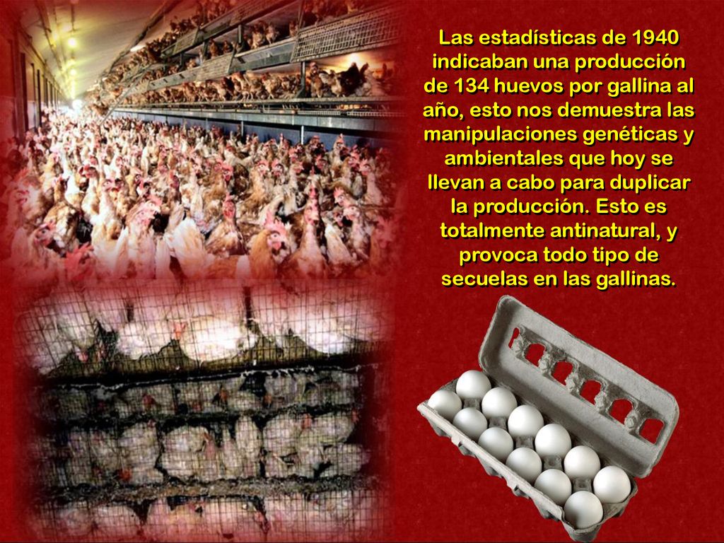 Las estadísticas de 1940 indicaban una producción de 134 huevos por gallina al año, esto nos demuestra las manipulaciones genéticas y ambientales que hoy se llevan a cabo para duplicar la producción.