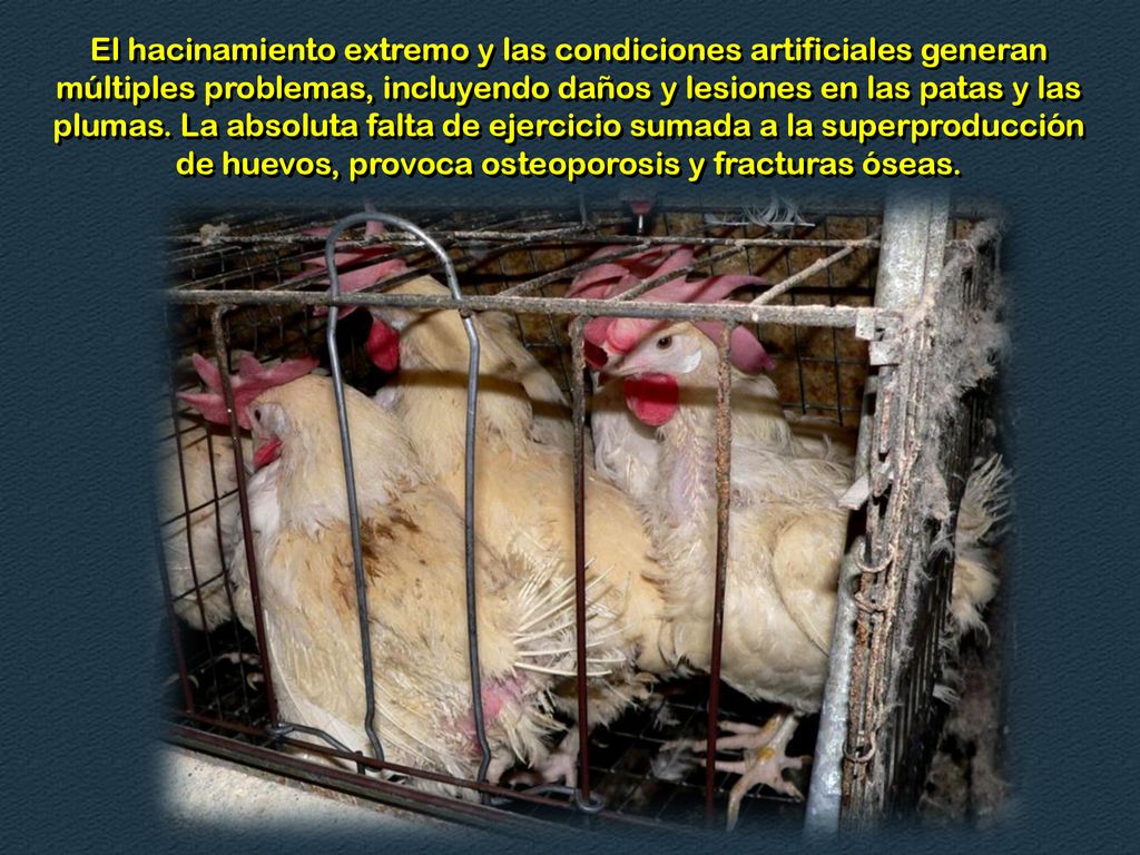 El hacinamiento extremo y las condiciones artificiales generan múltiples problemas, incluyendo daños y lesiones en las patas y las plumas.