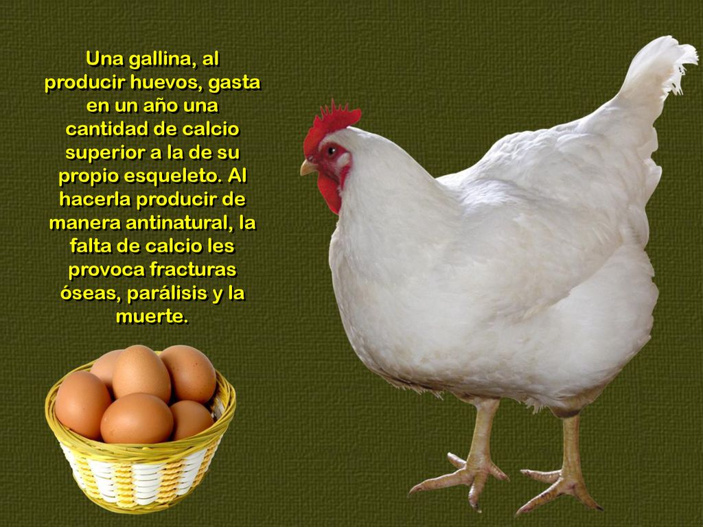Una gallina, al producir huevos, gasta en un año una cantidad de calcio superior a la de su propio esqueleto.