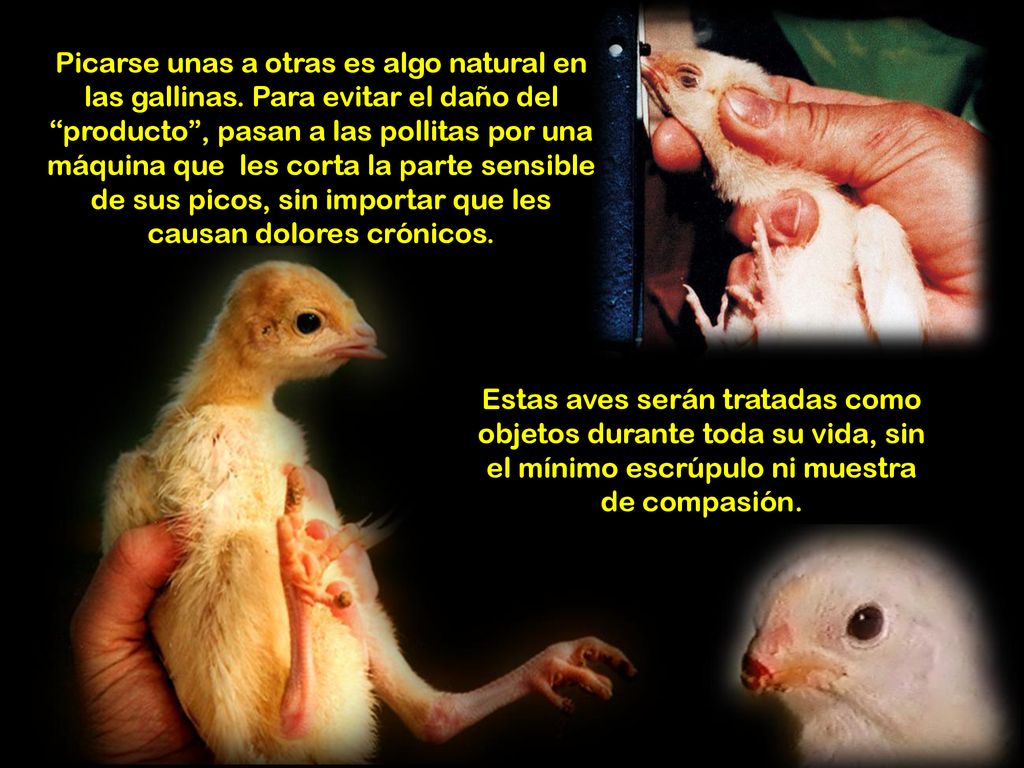 Estas aves serán tratadas como objetos durante toda su vida, sin