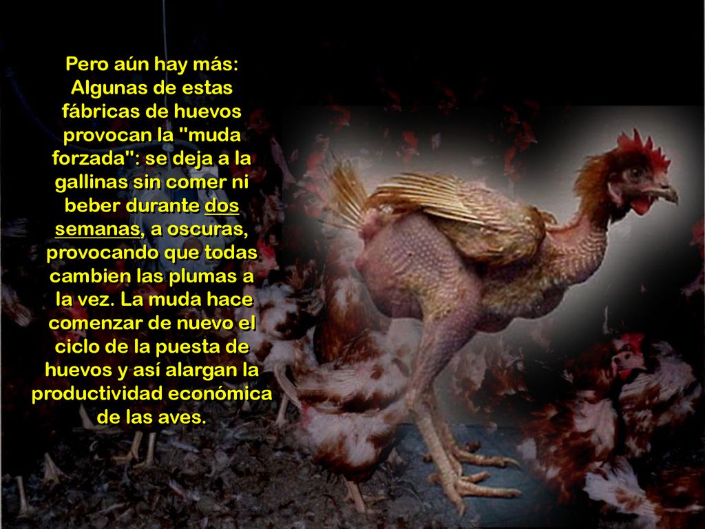 Pero aún hay más: Algunas de estas fábricas de huevos provocan la muda forzada : se deja a la gallinas sin comer ni beber durante dos semanas, a oscuras, provocando que todas cambien las plumas a la vez.