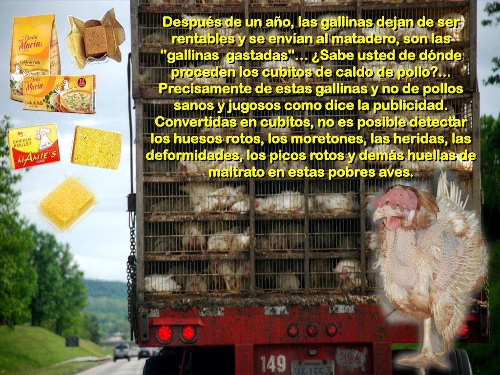 Después de un año, las gallinas dejan de ser rentables y se envían al matadero, son las gallinas gastadas … ¿Sabe usted de dónde proceden los cubitos de caldo de pollo ...