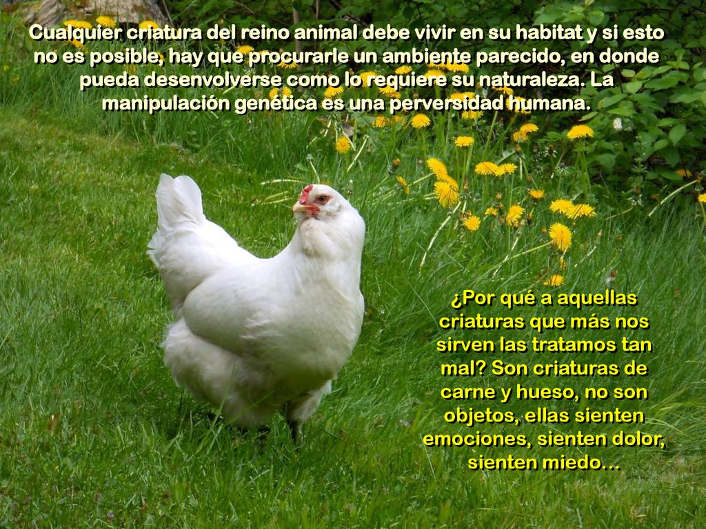 Cualquier criatura del reino animal debe vivir en su habitat y si esto no es posible, hay que procurarle un ambiente parecido, en donde pueda desenvolverse como lo requiere su naturaleza. La manipulación genética es una perversidad humana.