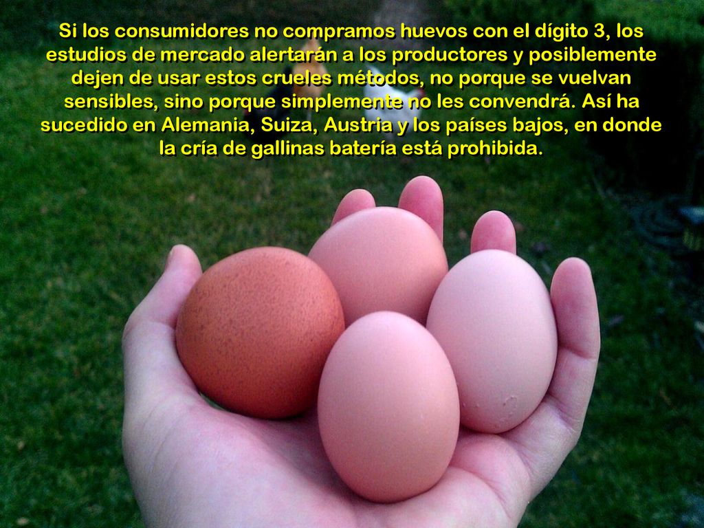 Si los consumidores no compramos huevos con el dígito 3, los estudios de mercado alertarán a los productores y posiblemente dejen de usar estos crueles métodos, no porque se vuelvan sensibles, sino porque simplemente no les convendrá.