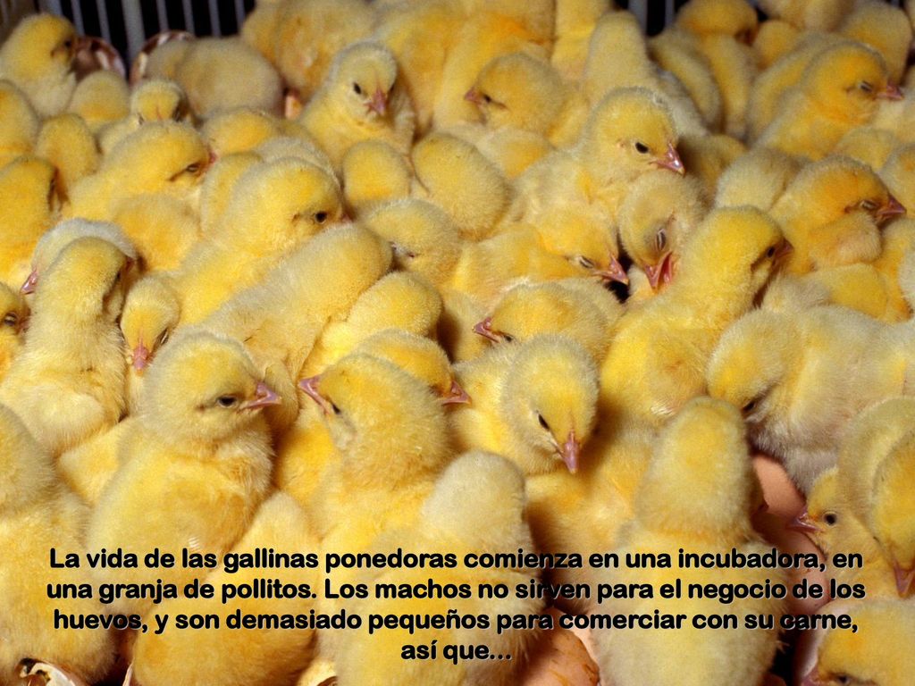 La vida de las gallinas ponedoras comienza en una incubadora, en una granja de pollitos.
