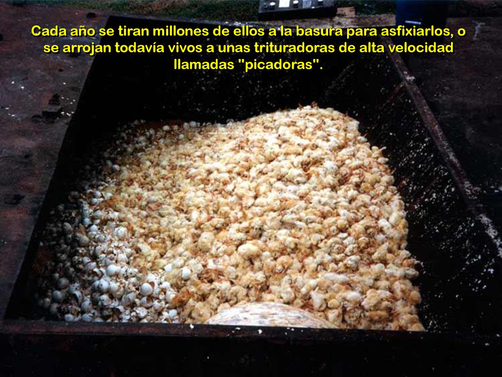 Cada año se tiran millones de ellos a la basura para asfixiarlos, o se arrojan todavía vivos a unas trituradoras de alta velocidad llamadas picadoras .