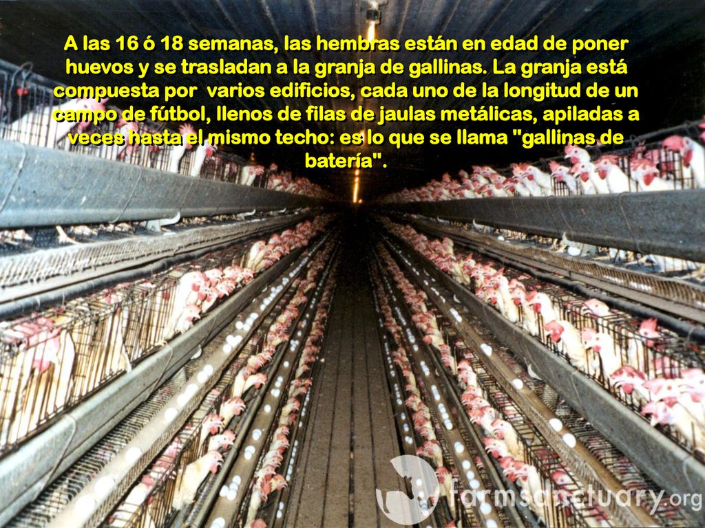 A las 16 ó 18 semanas, las hembras están en edad de poner huevos y se trasladan a la granja de gallinas.