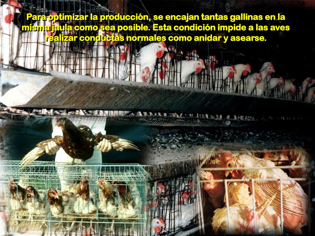 Para optimizar la producción, se encajan tantas gallinas en la misma jaula como sea posible.