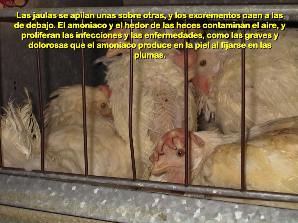 Las jaulas se apilan unas sobre otras, y los excrementos caen a las de debajo.